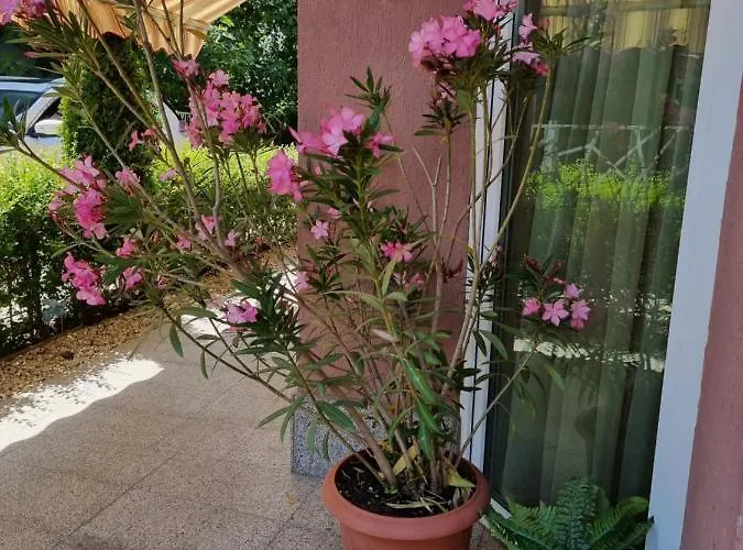 бутикови емона *