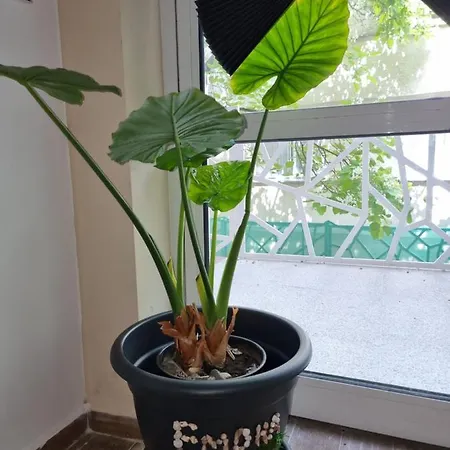 Apartment бутикови емона Ravda