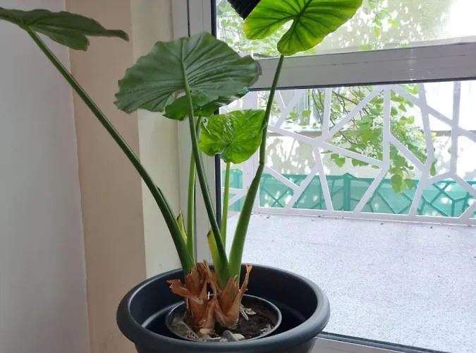 Διαμέρισμα бутикови емона Ράβντα